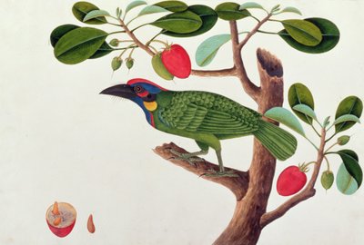 Exotic Bird, from Drawings of Birds from Malacca, c.1805-18 by Chinese School